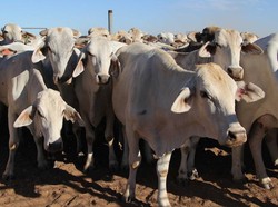 Penyakit Mulut dan Kuku, Australia Tawarkan Vaksin untuk RI di Tengah Kurangnya Dokter Hewan