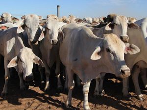 Penyakit Mulut dan Kuku, Australia Tawarkan Vaksin untuk RI di Tengah Kurangnya Dokter Hewan Penyakit Mulut dan Kuku, Australia Tawarkan Vaksin untuk RI di Tengah Kurangnya Dokter Hewan