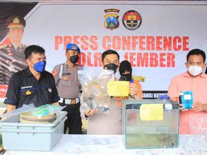 Penjualan 1.300 Baby Lobster dari Jember ke Banyuwangi Digagalkan