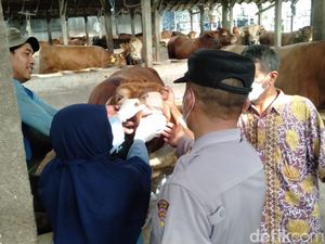 Peternak Sapi Nganjuk Diminta Waspada Wabah Penyakit Mulut dan Kuku Peternak Sapi Nganjuk Diminta Waspada Wabah Penyakit Mulut dan Kuku