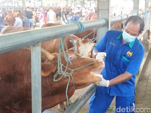 Fakta-fakta Penyakit Mulut dan Kuku Pada Hewan Fakta-fakta Penyakit Mulut dan Kuku Pada Hewan