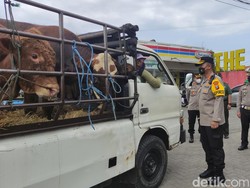 Cegah Wabah PMK Menyebar, Polisi Sidoarjo Putar Balik Kendaraan Muat Sapi