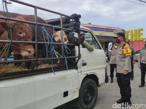 Cegah Wabah PMK Menyebar, Polisi Sidoarjo Putar Balik Kendaraan Muat Sapi Cegah Wabah PMK Menyebar, Polisi Sidoarjo Putar Balik Kendaraan Muat Sapi