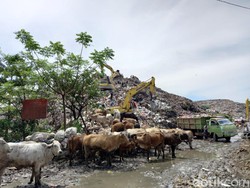 Aksi Pencurian Sapi Pakai Ekskavator di Makassar