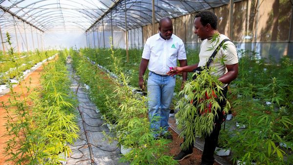 Meski Legal, Bisnis Ganja di Zimbabwe Ternyata Mahal Lho