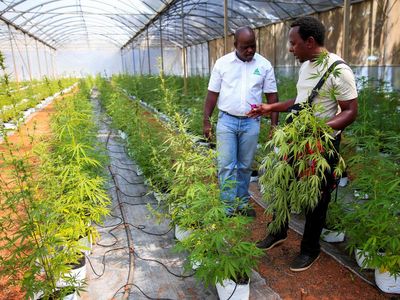 Meski Legal, Bisnis Ganja di Zimbabwe Ternyata Mahal Lho
