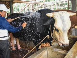 Dedi Mulyadi Sarankan Pemerintah Beli-Musnahkan Sapi Terkena Wabah PMK