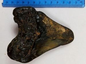 Bocah 6 Tahun Ketemu Benda Aneh di Pantai, Tenyata Gigi Megalodon