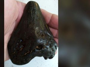 Gigi Megalodon Ditemukan, Hiu Monster Penguasa Lautan Gigi Megalodon Ditemukan, Hiu Monster Penguasa Lautan