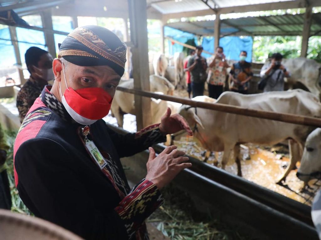 Marak Kasus PMK Ternak, Ganjar: Stok Daging-Susu Sapi di Jateng Terkontrol