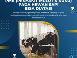 Ini Penanganan Pertama Saat Hewan Ternak Terjangkit Wabah PMK