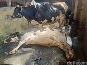 Belasan Sapi Positif LSD-PMK, Pemkot Sukabumi: Langsung Diisolasi Belasan Sapi Positif LSD-PMK, Pemkot Sukabumi: Langsung Diisolasi
