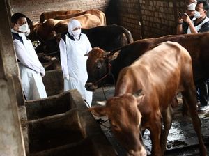 Dear Peternak, Khofifah Beberkan Daftar Obat-obatan untuk Atasi Wabah PMK Dear Peternak, Khofifah Beberkan Daftar Obat-obatan untuk Atasi Wabah PMK