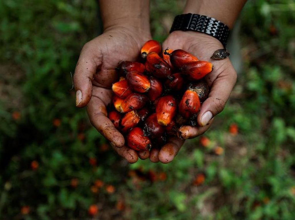 Harga Beli Sawit Jeblok 50%, Petani Teriak Minta Jokowi Cabut Larangan Ekspor! Harga Beli Sawit Jeblok 50%, Petani Teriak Minta Jokowi Cabut Larangan Ekspor!