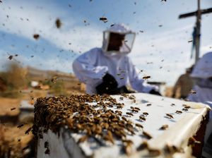 Mempertahankan Hidup Lebah Ratu di Suhu Panas dengan Rekayasa Genetik