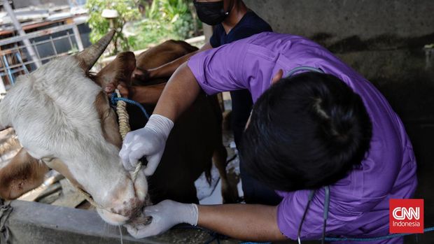 Dokter hewan memeriksa kesehatan hewan sapi di salah satu lokasi peternakan Jakarta, Kamis, 12 Mei 2022. Pemeriksaan dari Dinas Ketahanan Pangan, Kelautan dan Pertanian (KPKP) setempat ke sejumlah peternakan sapi dan kambing itu guna mencegah penyebaran wabah virus PMK (Penyakit Mulut dan Kuku) pada hewan ternak yang sudah merebak di sejumlah daerah. (CNN Indonesia/ Adhi Wicaksono)