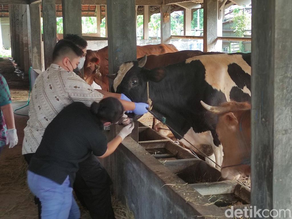 4 Sapi-Kambing di Kota Semarang Bergejala Penyakit Mulut dan Kuku