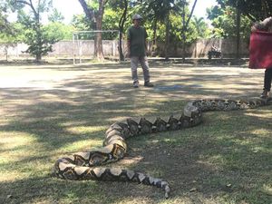 Dua Piton Berukuran 7 Meter Dilepasliarkan