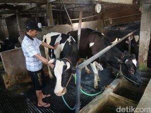 Khawatir Penyakit Kuku-Mulut, Peternak di Kudus Tak Datangkan Sapi dari Luar
