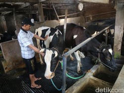 Khawatir Penyakit Kuku-Mulut, Peternak di Kudus Tak Datangkan Sapi dari Luar