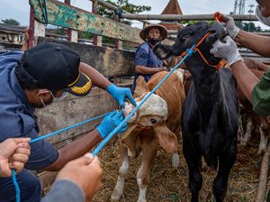 Priittt! Sapi Dilarang Lewat Sebelum Bebas PMK
