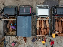 Ini 8 Langkah Pemprov DKI Antisipasi Wabah PMK