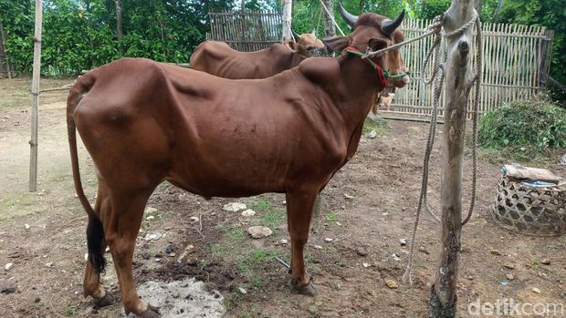 Wabah Penyakit Mulut dan Kuku (PMK) yang mengancam hewan ternak tengah menjadi perhatian di Jatim. Termasuk di Bangkalan.