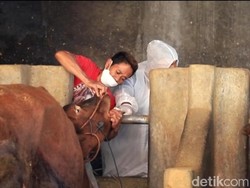 381 Sapi di Garut Terinfeksi Penyakit Mulut dan Kuku