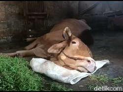 2 Ekor Sapi Positif PMK, Disnakan Sumedang Lakukan Ini