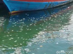 Snapshot: Ubur-ubur Serbu Pantai Utara Kota Probolinggo