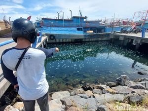 Video Serbuan Ubur-ubur yang Bikin Nelayan Kota Probolinggo Ogah Melaut Video Serbuan Ubur-ubur yang Bikin Nelayan Kota Probolinggo Ogah Melaut