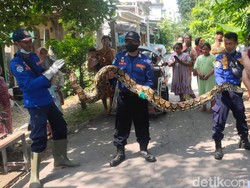 Ular Sanca 2,5 Meter Bikin Seisi Warkop di Lamongan Tertegun