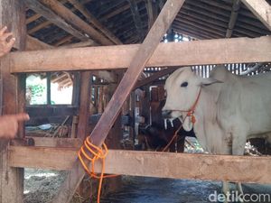 Lagi, Sapi Bergejala Penyakit Kuku dan Mulut di Klaten Lagi, Sapi Bergejala Penyakit Kuku dan Mulut di Klaten