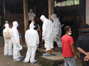 381 Sapi di Garut Terinfeksi PMK, Wabup Usulkan Keadaan Darurat 381 Sapi di Garut Terinfeksi PMK, Wabup Usulkan Keadaan Darurat
