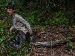 YouTuber Riau Dilarikan ke RS Akibat Digigit Piton 8 Meter