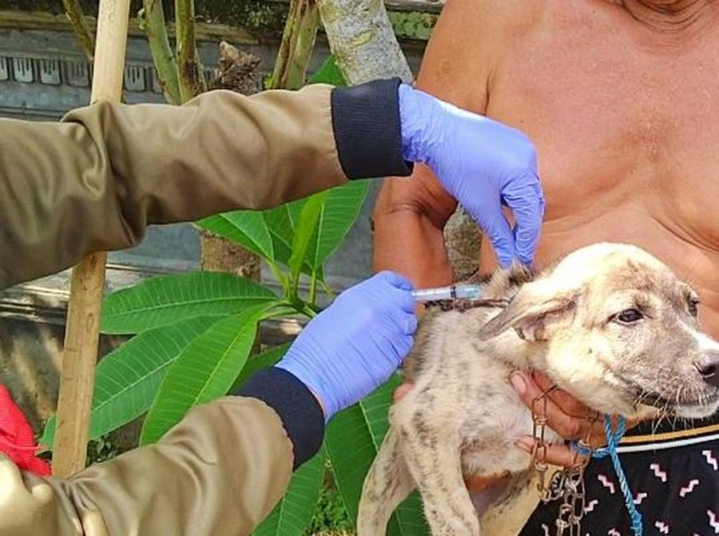 Ada 108 Kasus, Rabies di Jembrana Bali Masuk Kejadian Luar Biasa