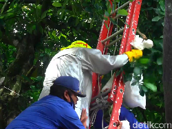 Evakuasi Sarang Tawon Vespa, Petugas Damkar Lumajang Sempat Diserang