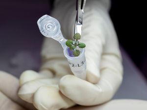 Ilmuwan Mau Buka Lahan Perkebunan di Bulan