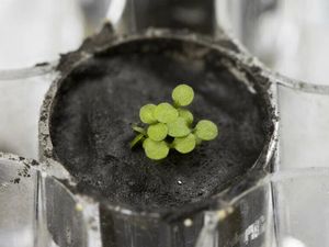 Pertama Kali, Ilmuwan Sukses Tanam Tumbuhan dengan Tanah dari Bulan