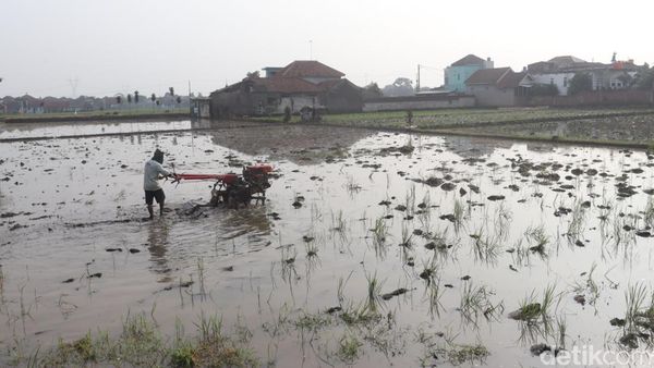 Intip Persiapan Tanam Padi di Bandung