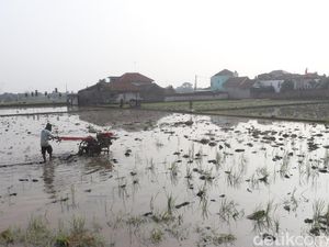 Intip Persiapan Tanam Padi di Bandung