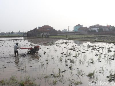 Intip Persiapan Tanam Padi di Bandung