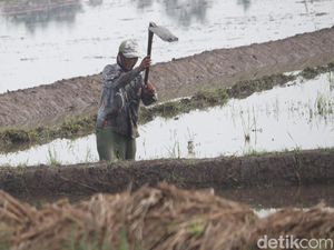 Pemerintah Tak Bisa Sendirian Genjot Ketahanan Pangan, BUMN Punya Peran?