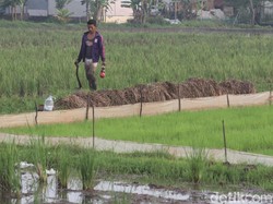 Keluh Kesah Petani Majalengka soal Minimnya Regenerasi