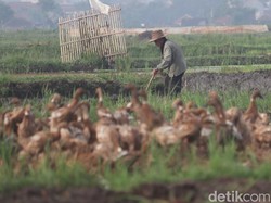 Belajar Mengenai Ekosistem: Pengertian, Komponen, Jenis, dan Contohnya