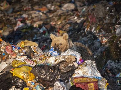Kasihan, Beruang ini Kais Makanan dari Tumpukan Sampah