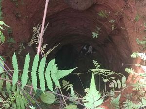 Damkar Selamatkan Kucing Terjebak Sumur 15 Meter di Bogor