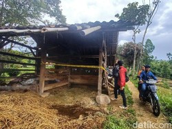 Geger! Kerbau di Bandung Dicuri dan Disembelih Pencuri