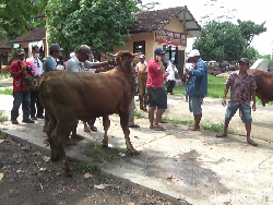 Kalender Jawa Minggu Pahing 12 Maret 2023: Tunda Jualan Ternak