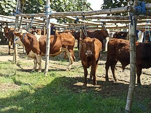 Pasar Hewan Tulungagung Ditutup 2 Minggu Buntut Wabah PMK di Jatim